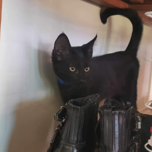 Skipper meet me at Petstock keysborough store 