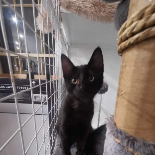 Rico meet me at Petstock keysborough store