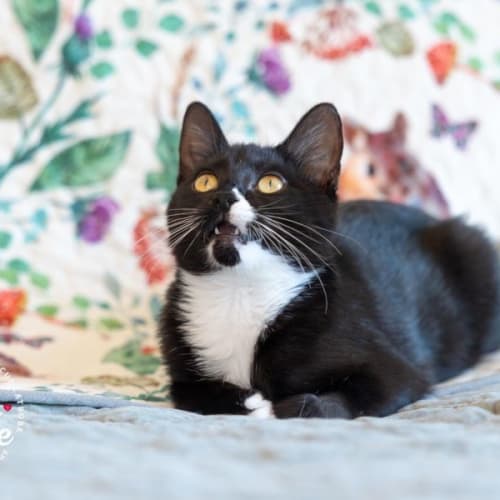 💜💜 KIT KAT 💜💜