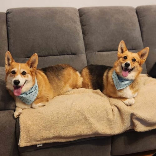 Waffles and Maple