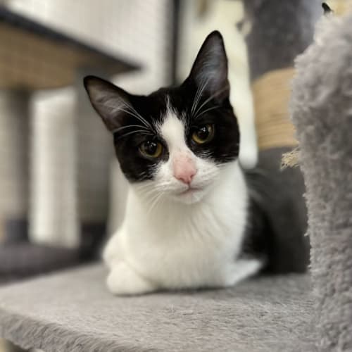 ✈ Zephyr F02840 ✈