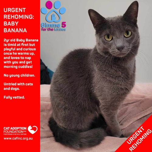 Baby Banana Private Rehoming No Charge!