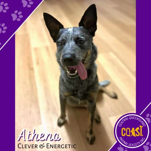 Athena