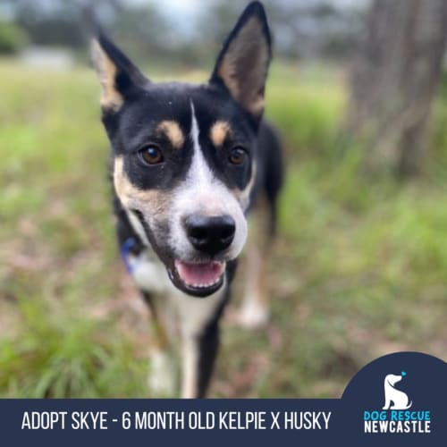 Skye - 6 Month Old Kelpie X Husky (Trial)