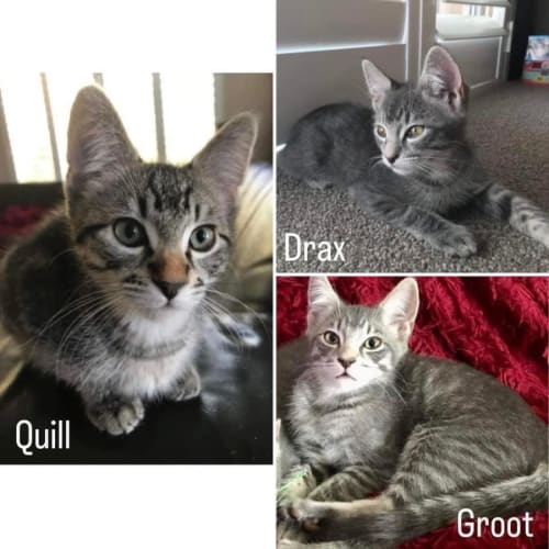 10503/7 - Quill & Groot