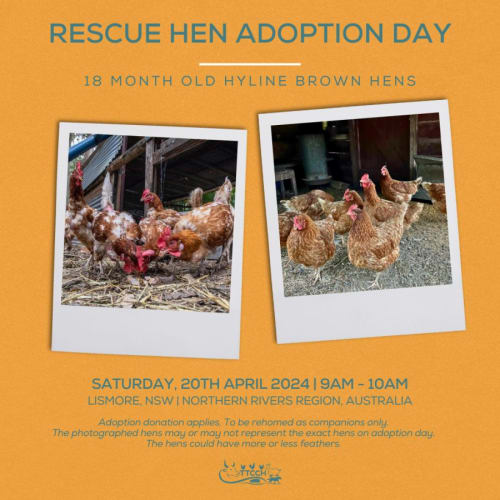 Adoption Day | Lismore, NSW | Rescue Hens