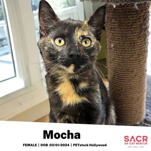 Mocha