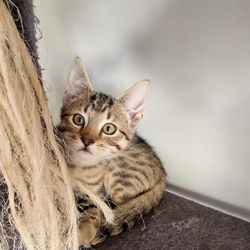 Tango *Fostered In Perth