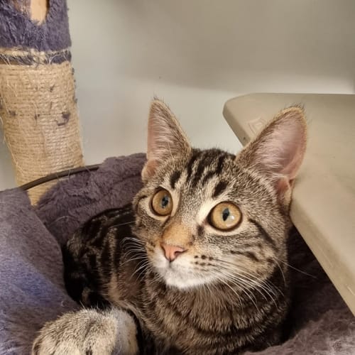 Wren *Fostered In Perth