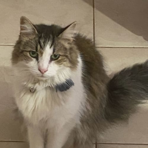 Oscar - Assisted Rehome