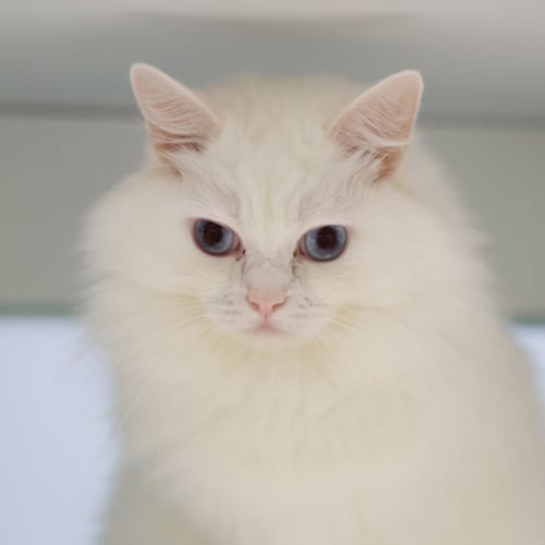 Kiki
