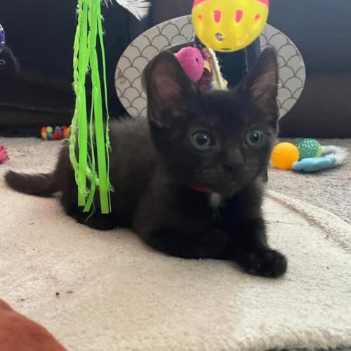 Zuko **2nd Chance Cat Rescue**