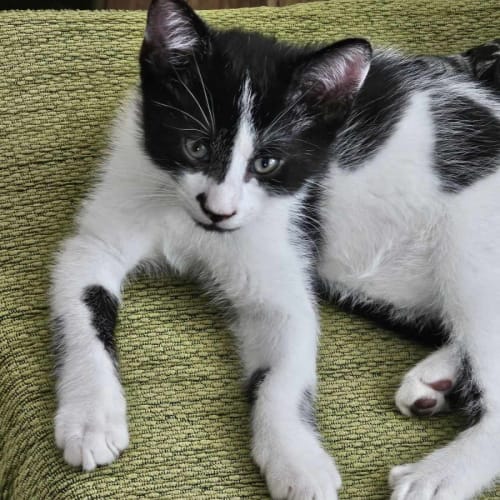 Finn **2nd Chance Cat Rescue**