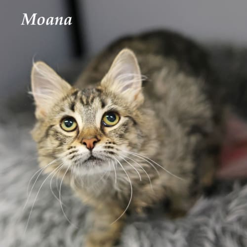 Moana - Ulverstone Expo