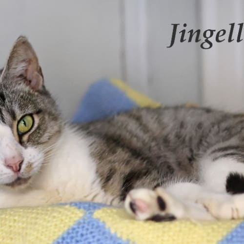 Jingella