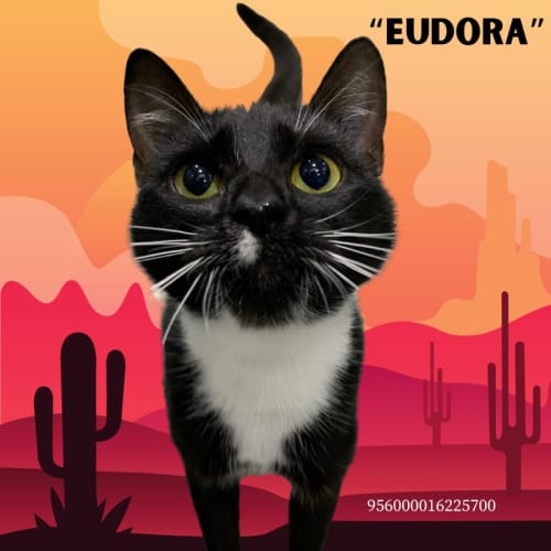 Eudora