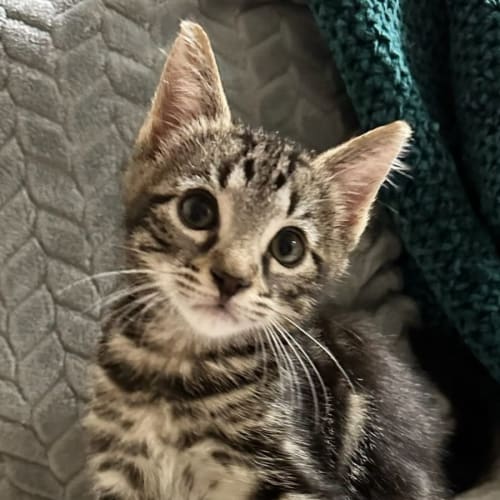 Mr Meowgi 