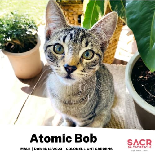 Atomic Bob