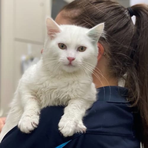 Cotton Ball 