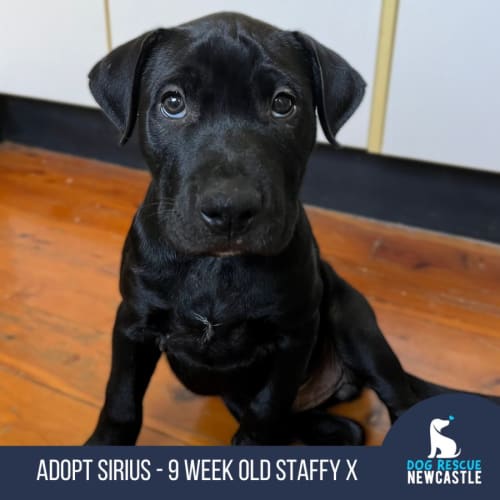 Sirius - 9 Week Old Staffy X (Trial)