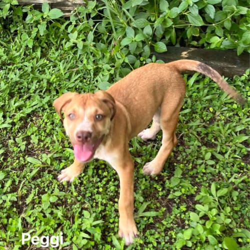 Peggi