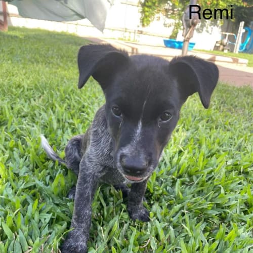 Remi