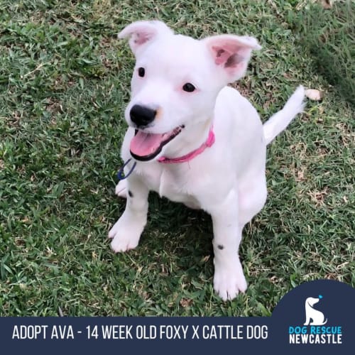 Ava - 14 Week Old Foxy X Cattle Dog (Hold)