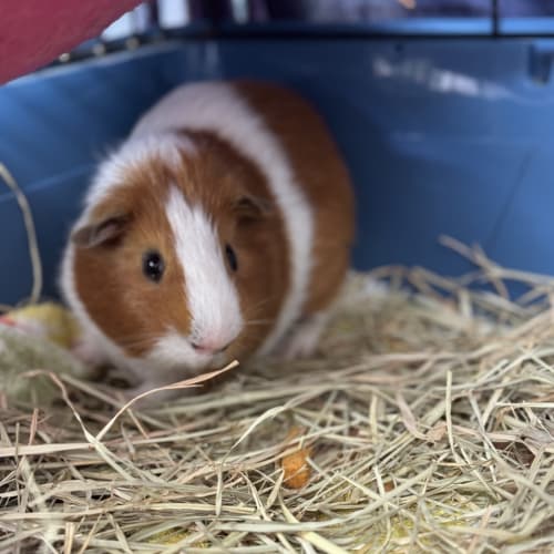 Tater