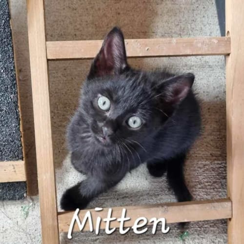 Mitten