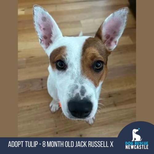 No photo for Tulip   8 Month Old Jack Russell X