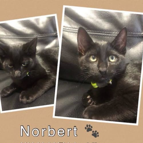 Norbert