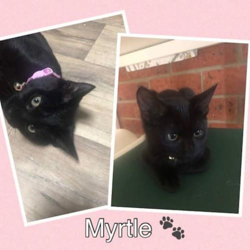 Myrtle