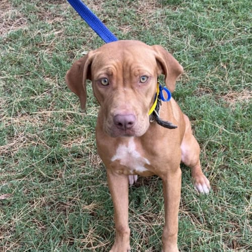 Harlow *$350 Adoption Fee*