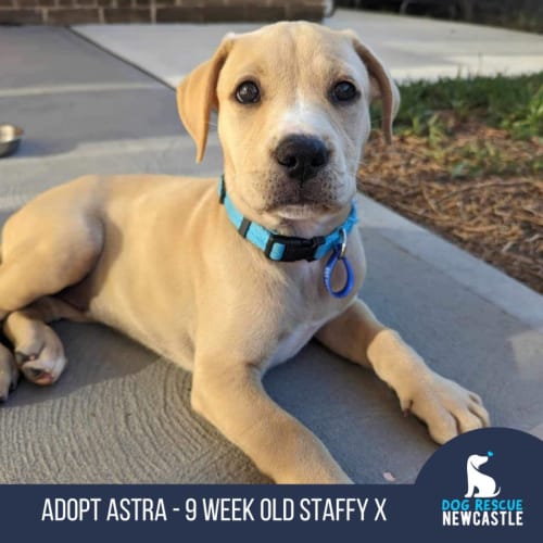 Astra - 9 Week Old Staffy X (Trial)