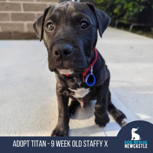 Titan - 9 Week Old Staffy X (Trial)