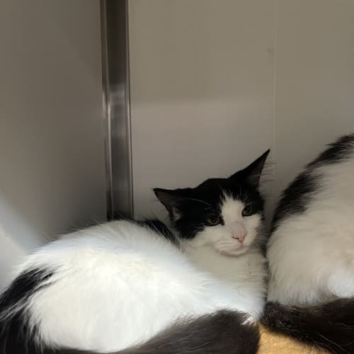 Loki