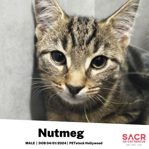 Nutmeg