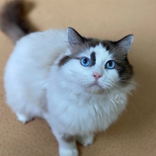 Sir. Marshmallow