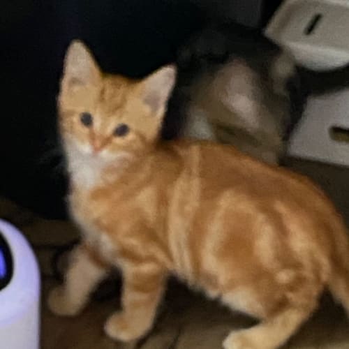 TiggerMeet me@petstock carrum downs store