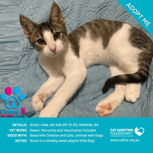 Scout Just $50 Limited Time!