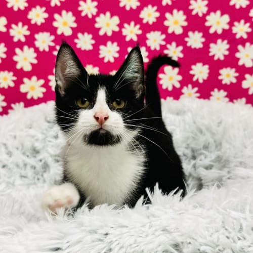 Oscar - Located in Richmond