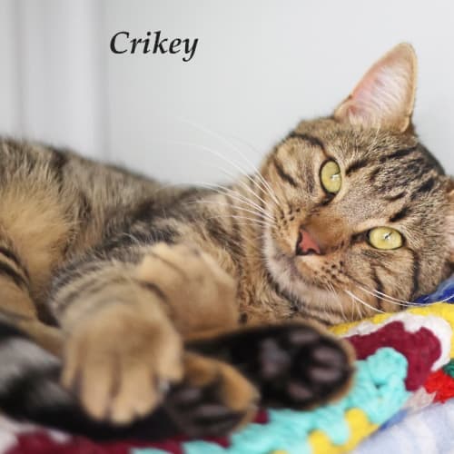 Crikey - Ulverstone Expo
