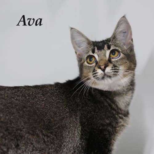 Ava - Ulverstone Expo