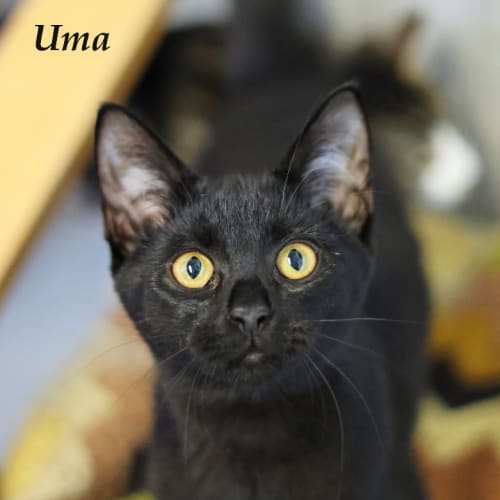 Uma