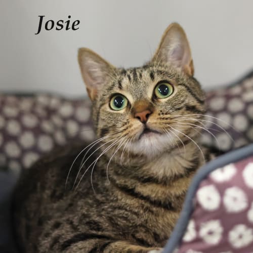 Josie - Ulverstone Expo