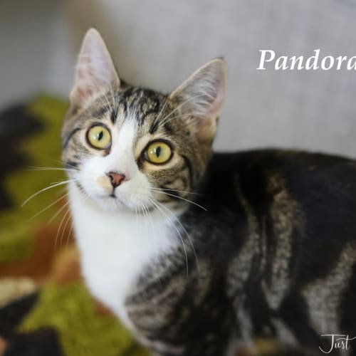 Pandora -Ulverstone Expo