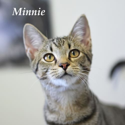 Minnie - Ulverstone Expo