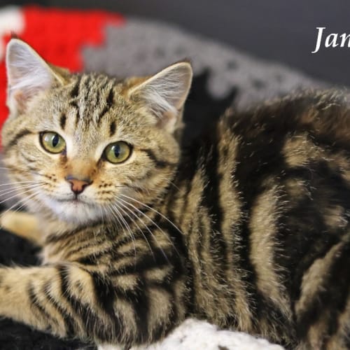Janis - Ulverstone Expo