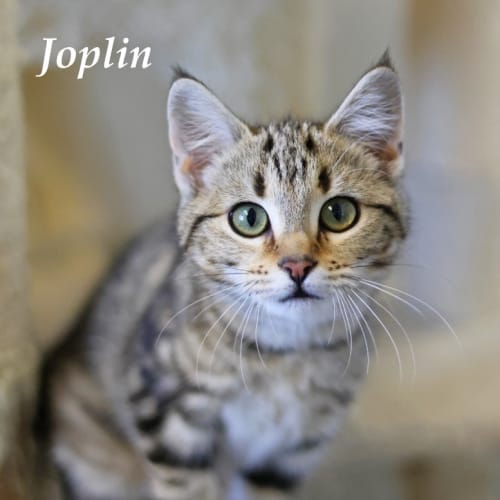 Joplin - Ulverstone Expo