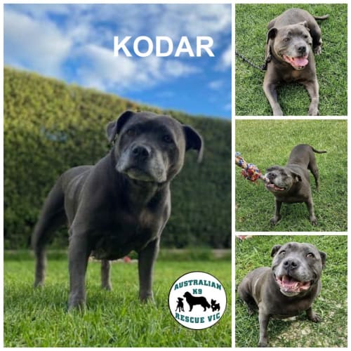 Kodar 